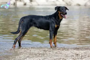 Read more about the article Beauceron breeders and puppies in Nordjylland