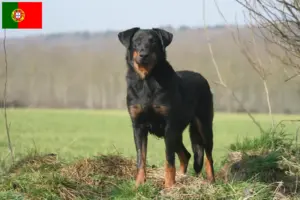 Read more about the article Beauceron breeders and puppies in Portugal