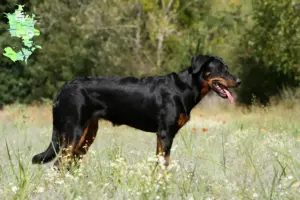 Read more about the article Beauceron breeders and puppies in Sjælland