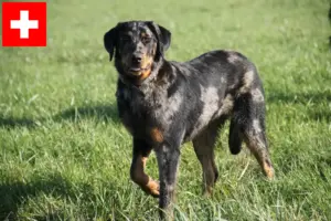 Read more about the article Beauceron breeders and puppies in Switzerland