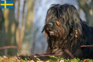 Read more about the article Bergamasco Shepherd Dog Breeder and Puppies in Sweden