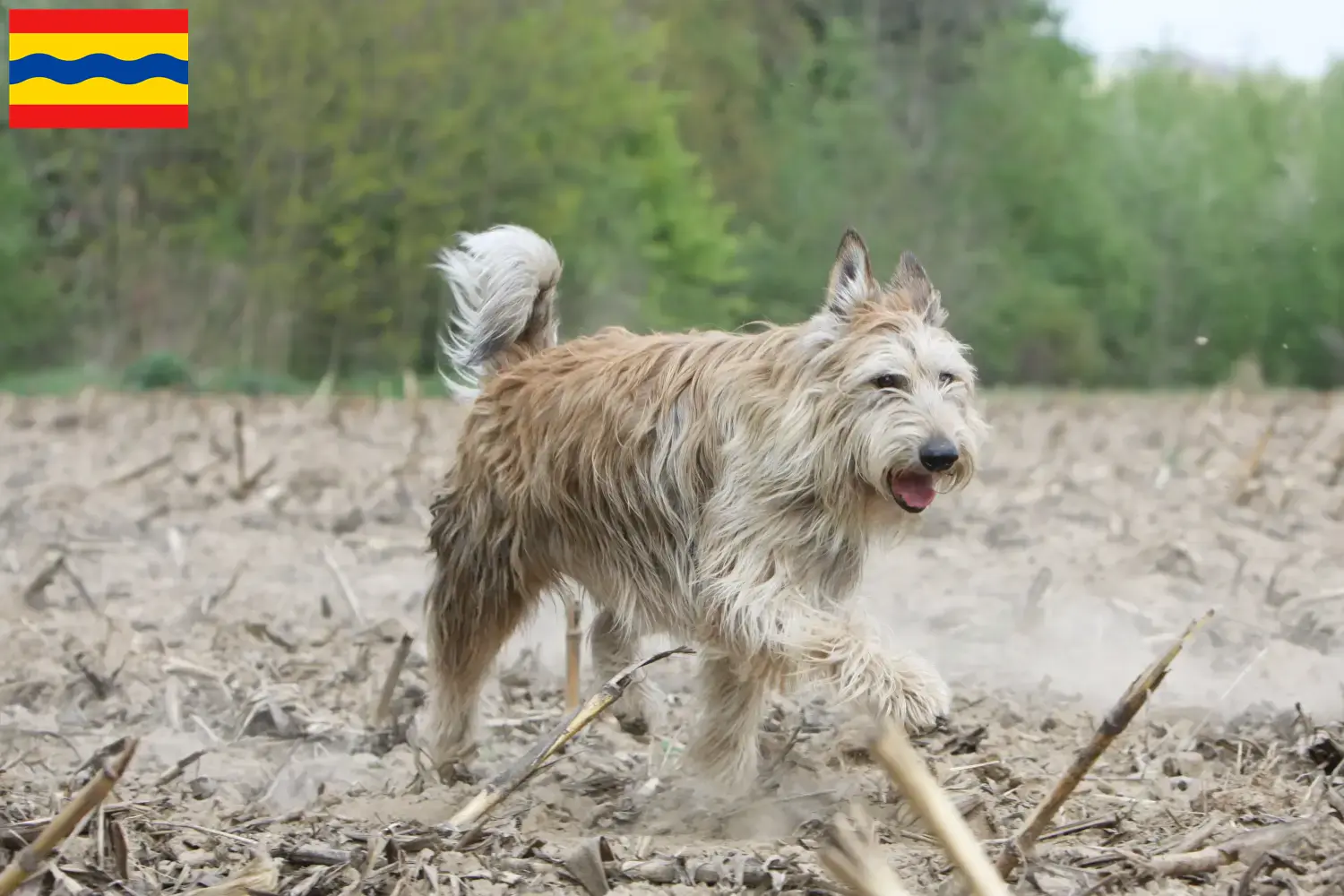 Read more about the article Berger de Picardie breeders and puppies in Overijssel