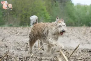 Read more about the article Berger de Picardie breeders and puppies in Syddanmark