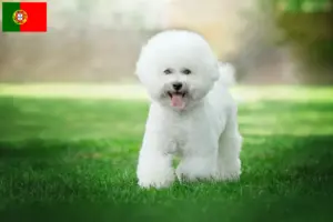 Read more about the article Bichon Frisé breeders and puppies in Portugal