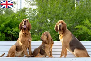 Read more about the article Bloodhound breeders and puppies in Great Britain