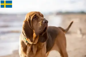 Read more about the article Bloodhound breeders and puppies in Sweden