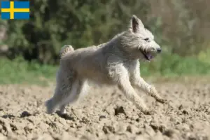 Read more about the article Bouvier des Ardennes breeders and puppies in Sweden