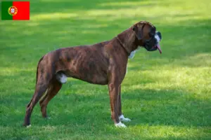 Read more about the article Boxer breeders and puppies in Portugal