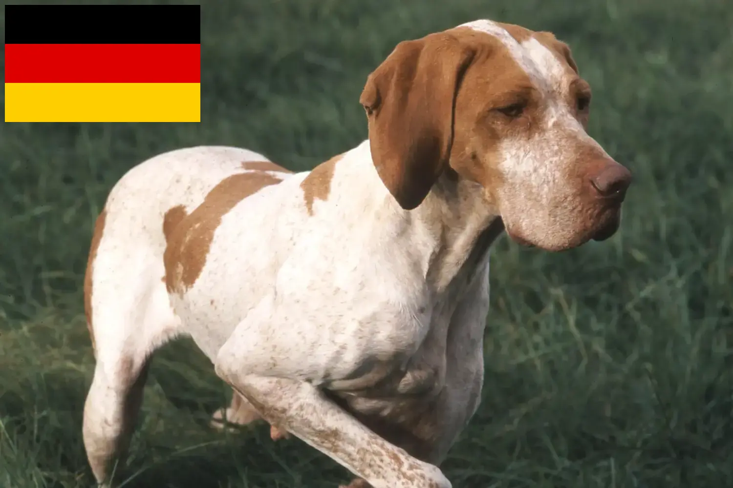 Read more about the article Braque de l’Ariège breeders and puppies in Germany