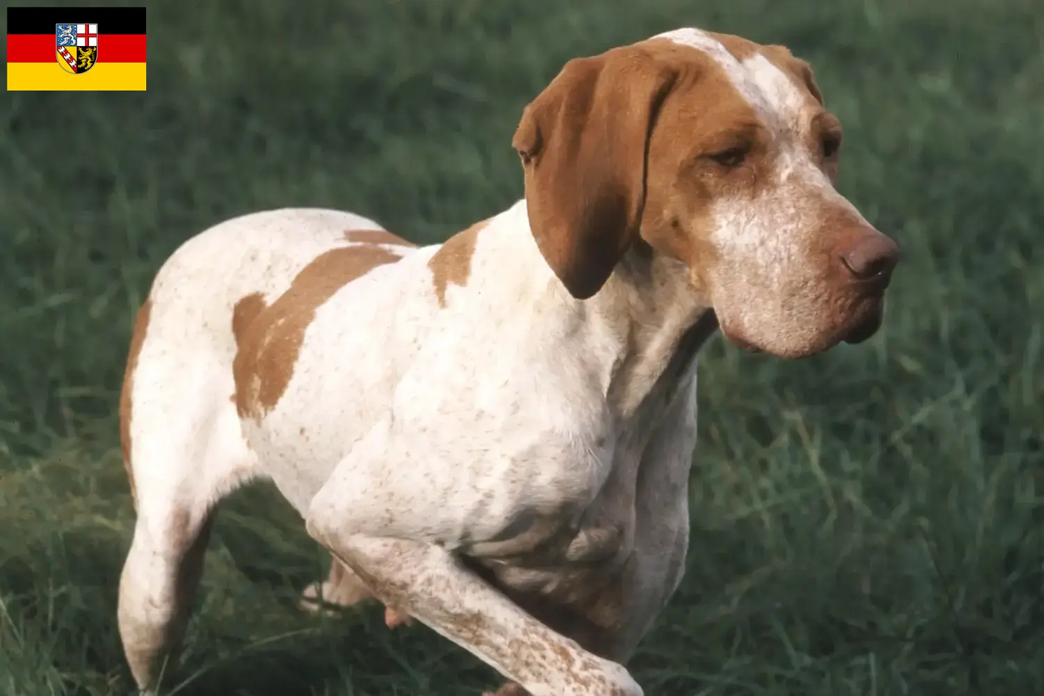 Read more about the article Braque de l’Ariège breeders and puppies in Saarland