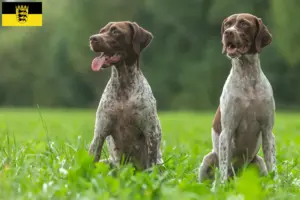 Read more about the article Braque français type Gascogne breeders and puppies in Baden-Württemberg