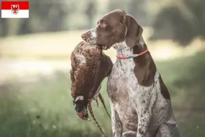 Read more about the article Braque français type Gascogne breeders and puppies in Brandenburg