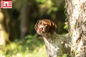 Read more about the article Braque français type Gascogne breeders and puppies in Bremen