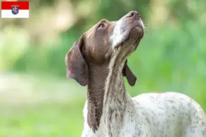 Read more about the article Braque français type Gascogne breeders and puppies in Hessen