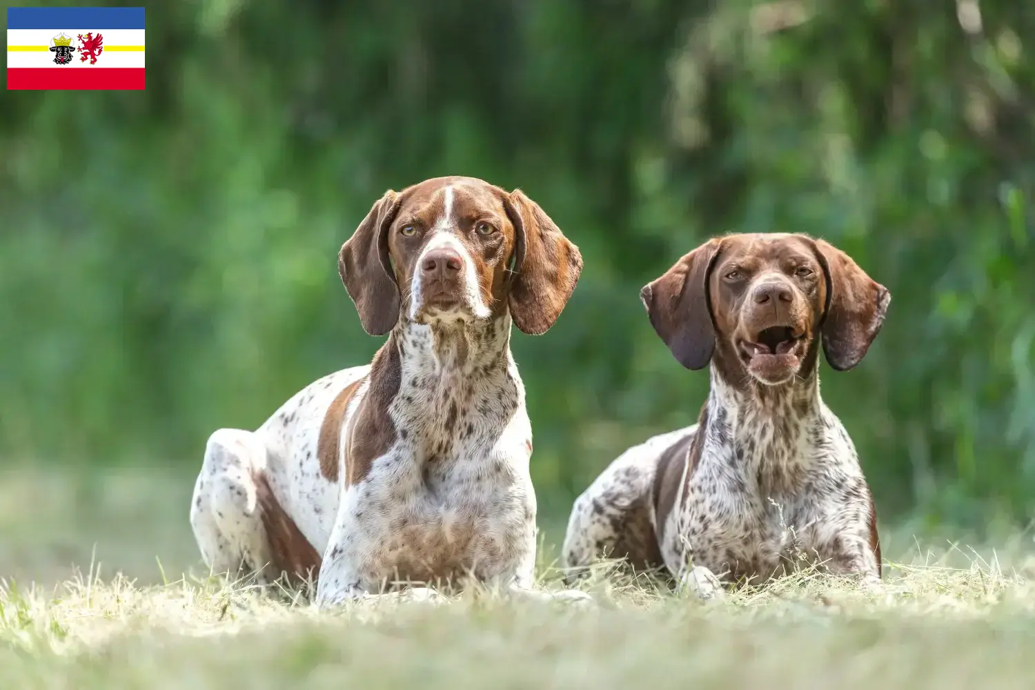 Read more about the article Braque français type Gascogne breeders and puppies in Mecklenburg-Vorpommern