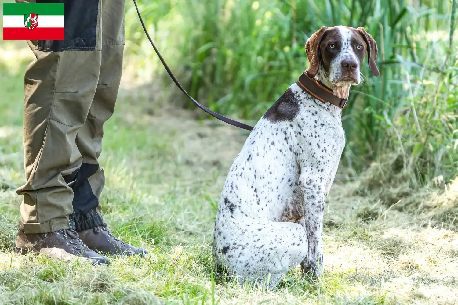 Read more about the article Braque français type Gascogne breeders and puppies in North Rhine-Westphalia