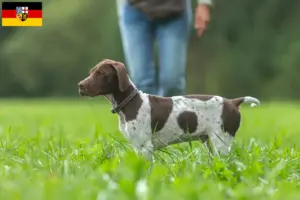 Read more about the article Braque français type Gascogne breeders and puppies in Saarland