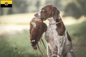 Read more about the article Braque français type Gascogne breeders and puppies in Saxony-Anhalt