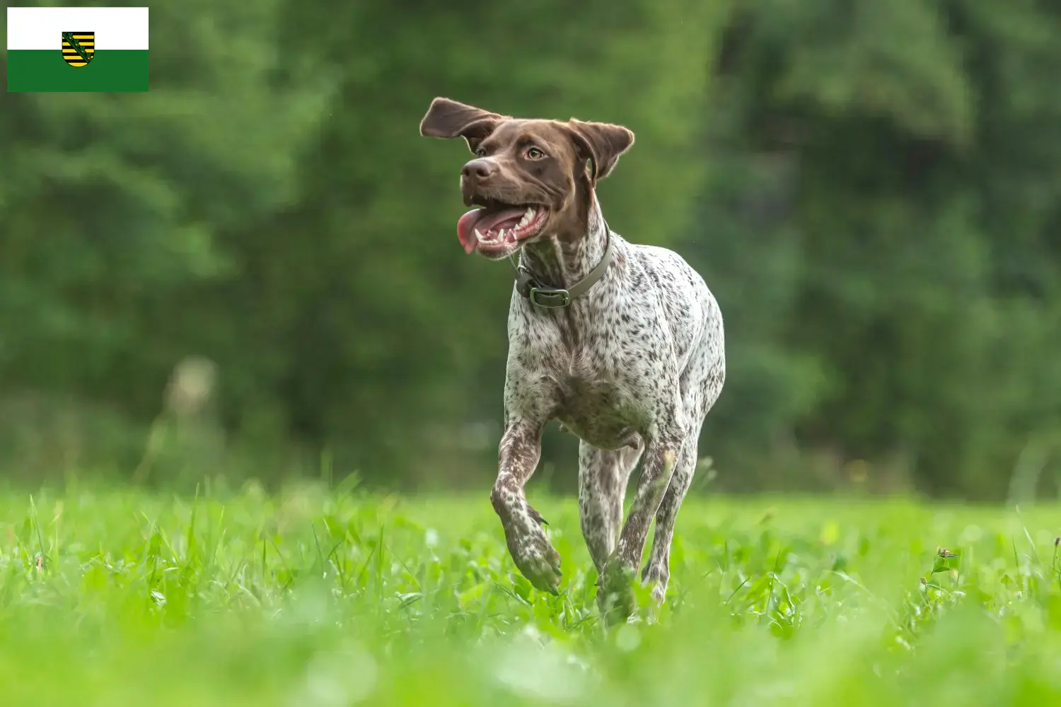 Read more about the article Braque français type Gascogne breeders and puppies in Saxony