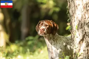 Read more about the article Braque français type Gascogne breeders and puppies in Schleswig-Holstein