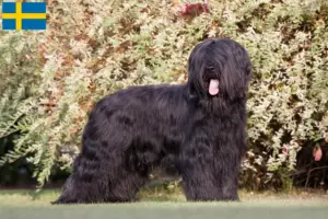 Read more about the article Briard breeders and puppies in Sweden