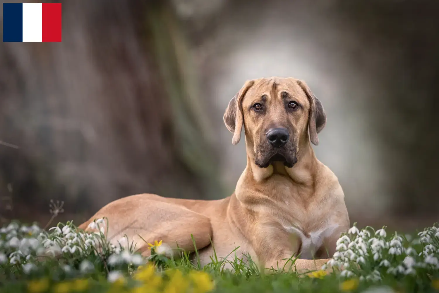 Read more about the article Broholm breeders and puppies in France