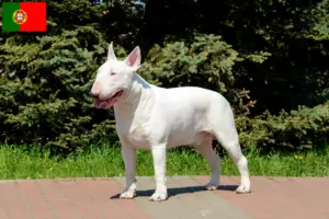 Read more about the article Bull Terrier breeders and puppies in Portugal