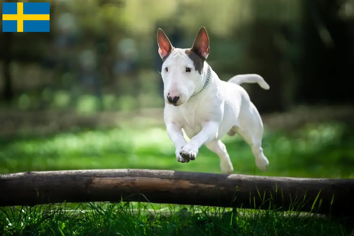 Read more about the article Bull Terrier breeders and puppies in Sweden