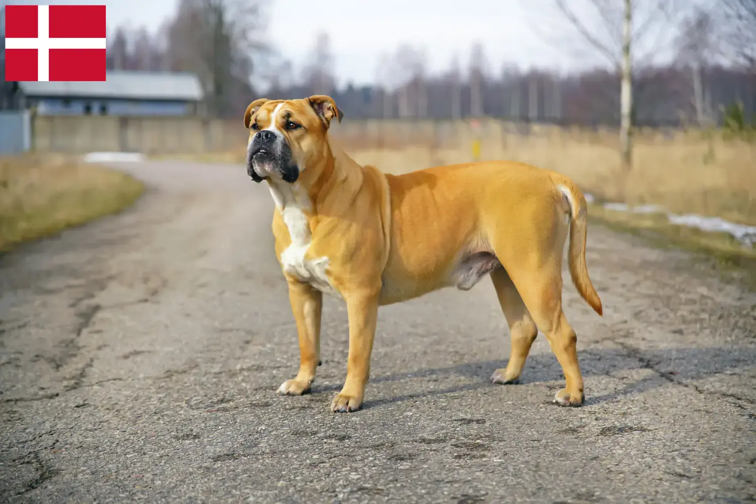 Read more about the article Ca de Bou breeders and puppies in Denmark