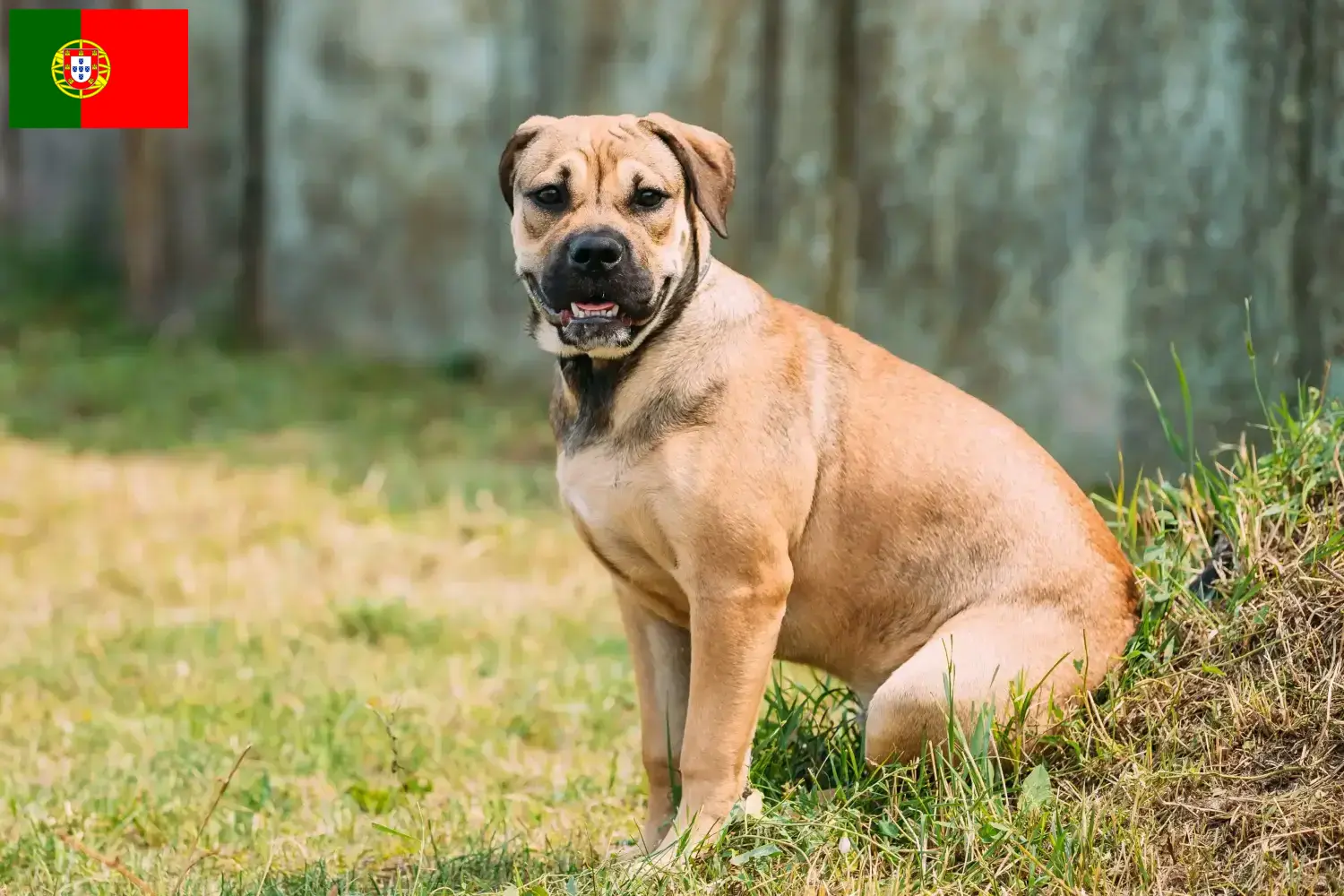 Read more about the article Ca de Bou breeders and puppies in Portugal