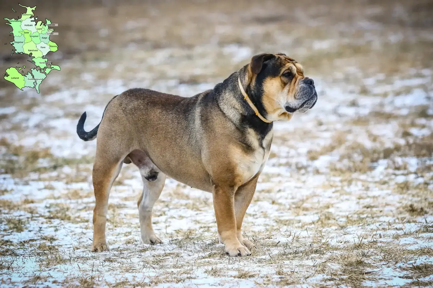 Read more about the article Ca de Bou breeders and puppies in Sjælland