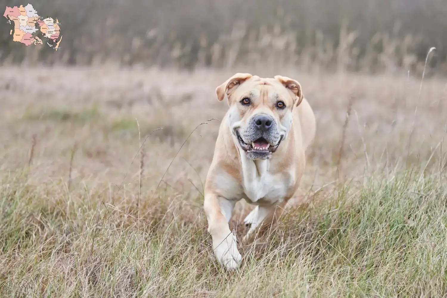 Read more about the article Ca de Bou breeders and puppies in Syddanmark