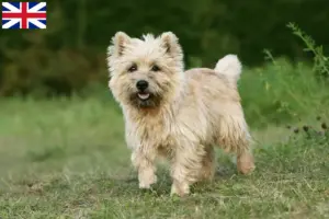 Read more about the article Cairn Terrier breeders and puppies in Great Britain