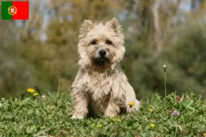 Read more about the article Cairn Terrier breeders and puppies in Portugal