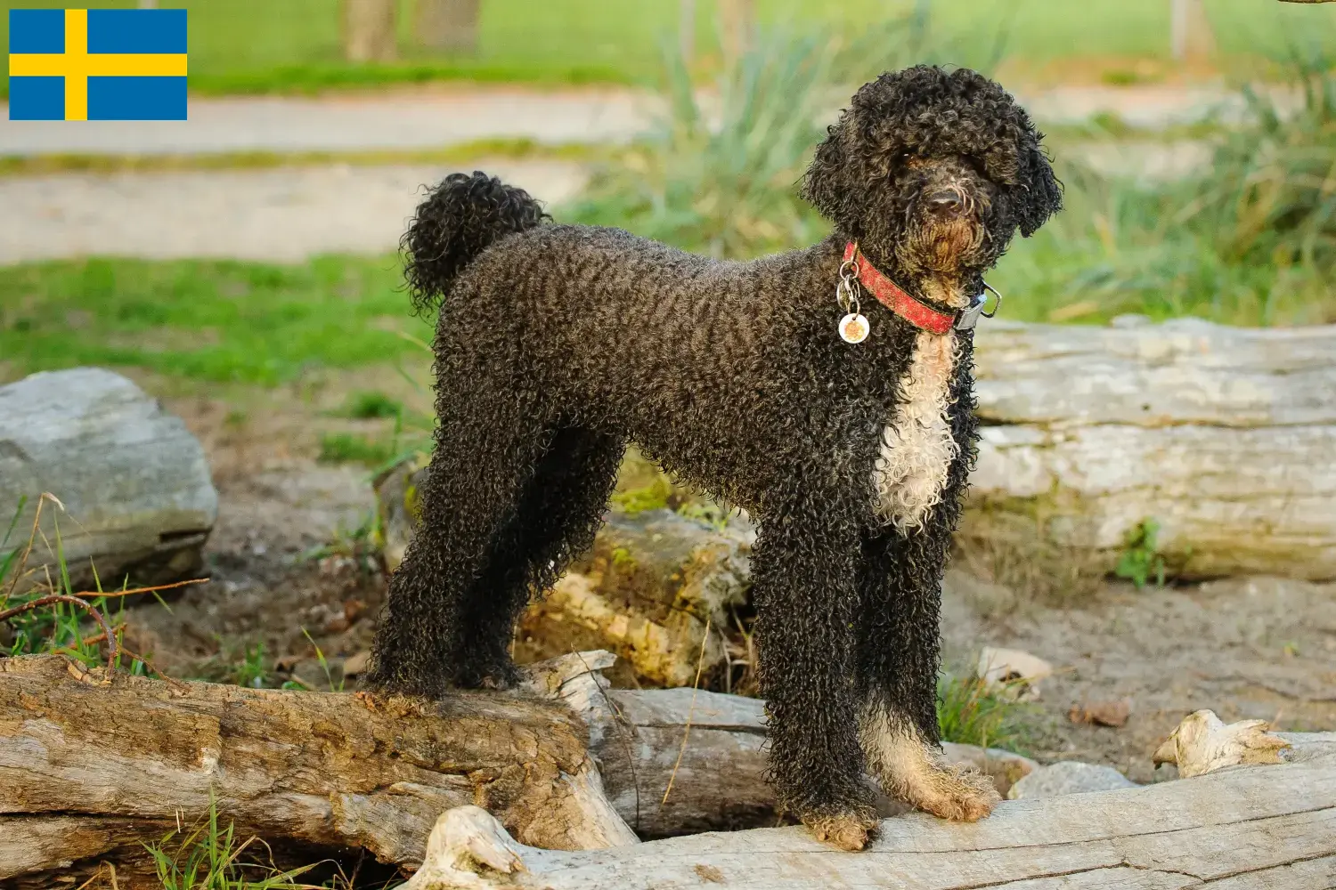 Read more about the article Cão de Agua português breeders and puppies in Sweden