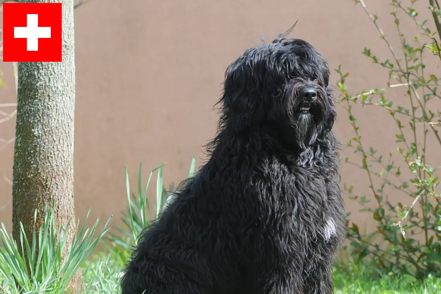 Read more about the article Cão de Agua português breeders and puppies in Switzerland