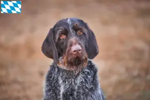 Read more about the article Český fousek breeders and puppies in Bavaria