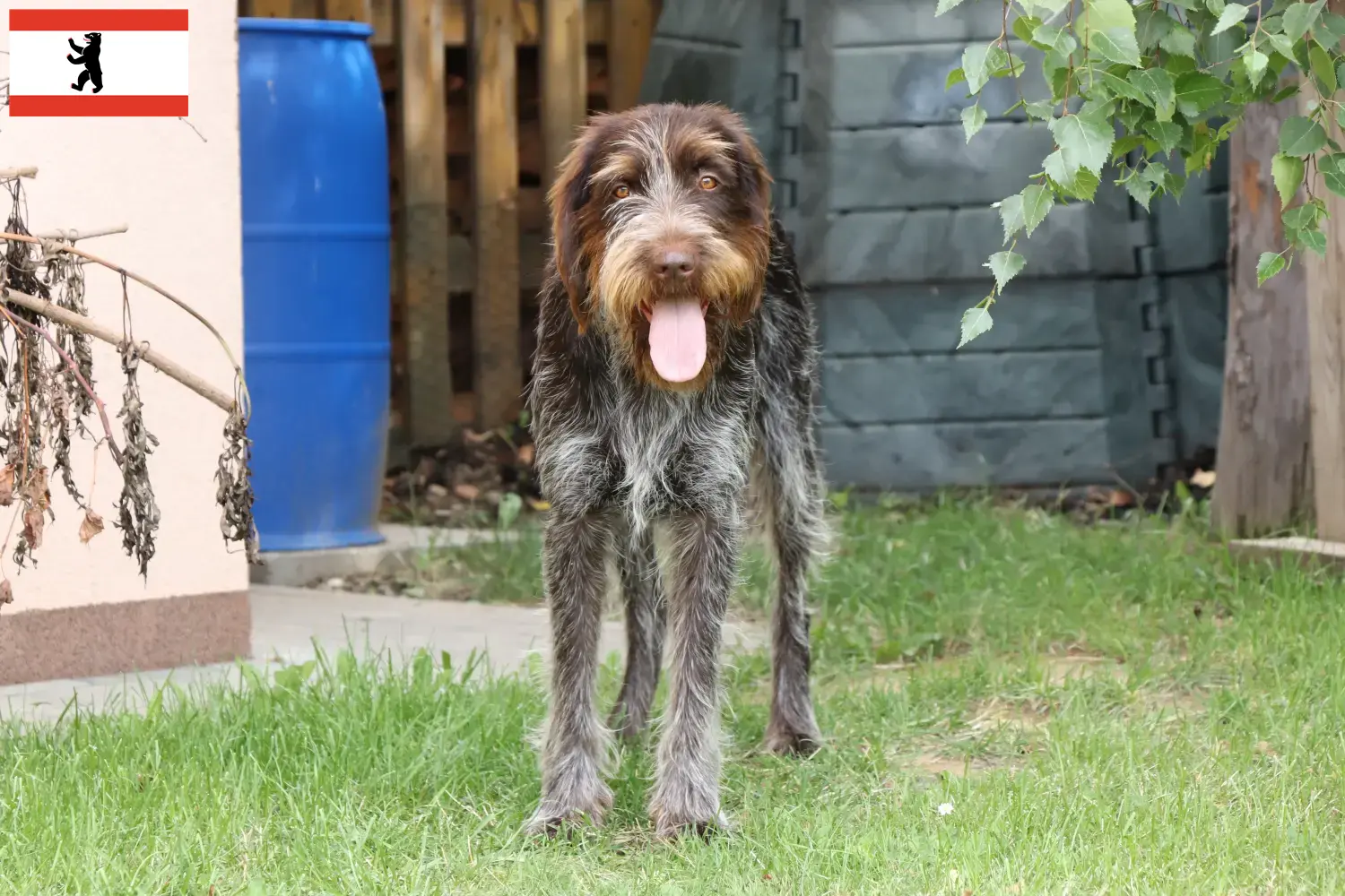 Read more about the article Český fousek breeders and puppies in Berlin