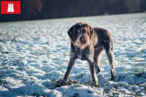 Read more about the article Český fousek breeders and puppies in Hamburg