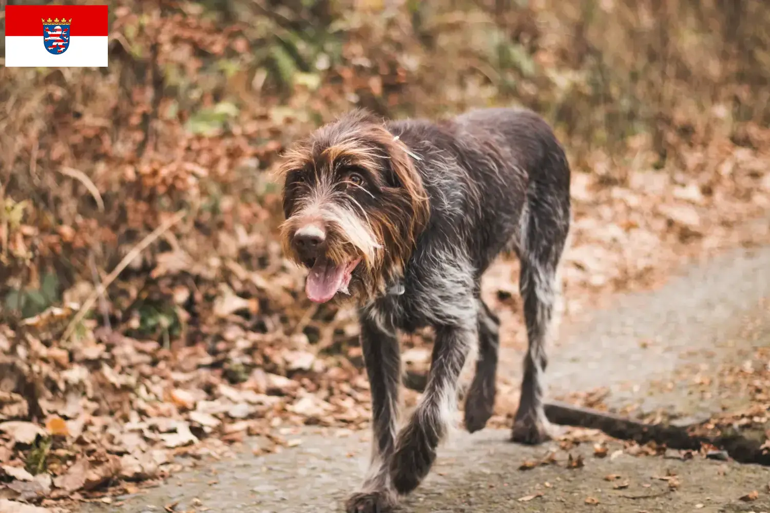 Read more about the article Český fousek breeders and puppies in Hessen