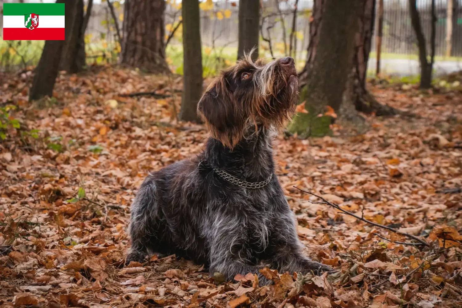 Read more about the article Český fousek breeders and puppies in North Rhine-Westphalia