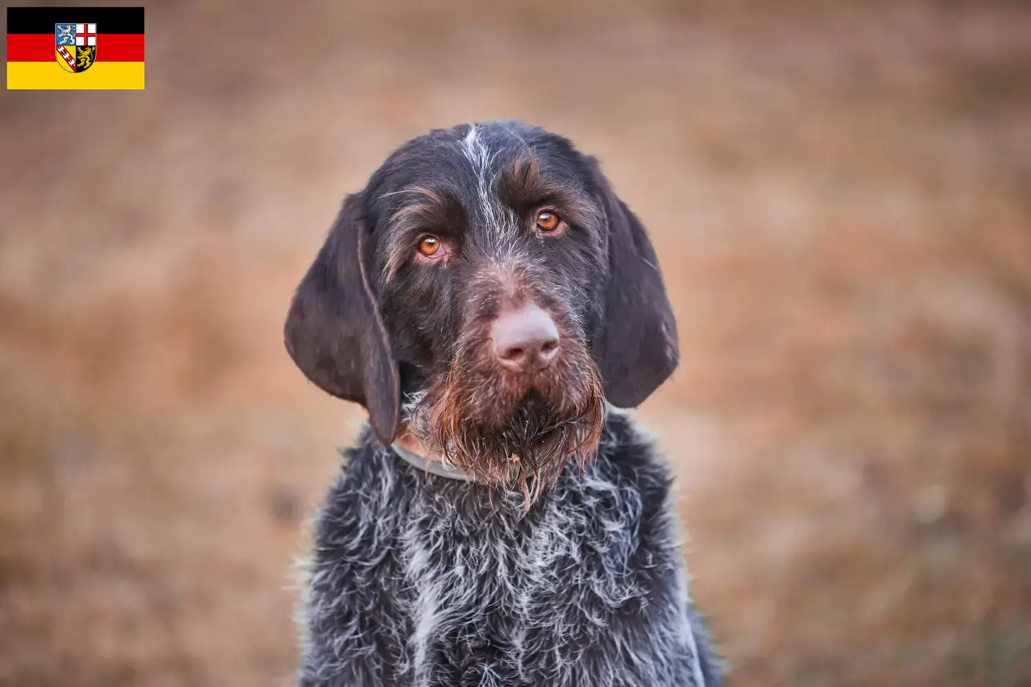 Read more about the article Český fousek breeders and puppies in Saarland