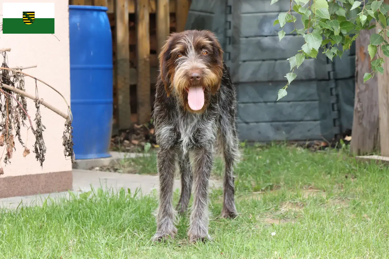 Read more about the article Český fousek breeders and puppies in Saxony