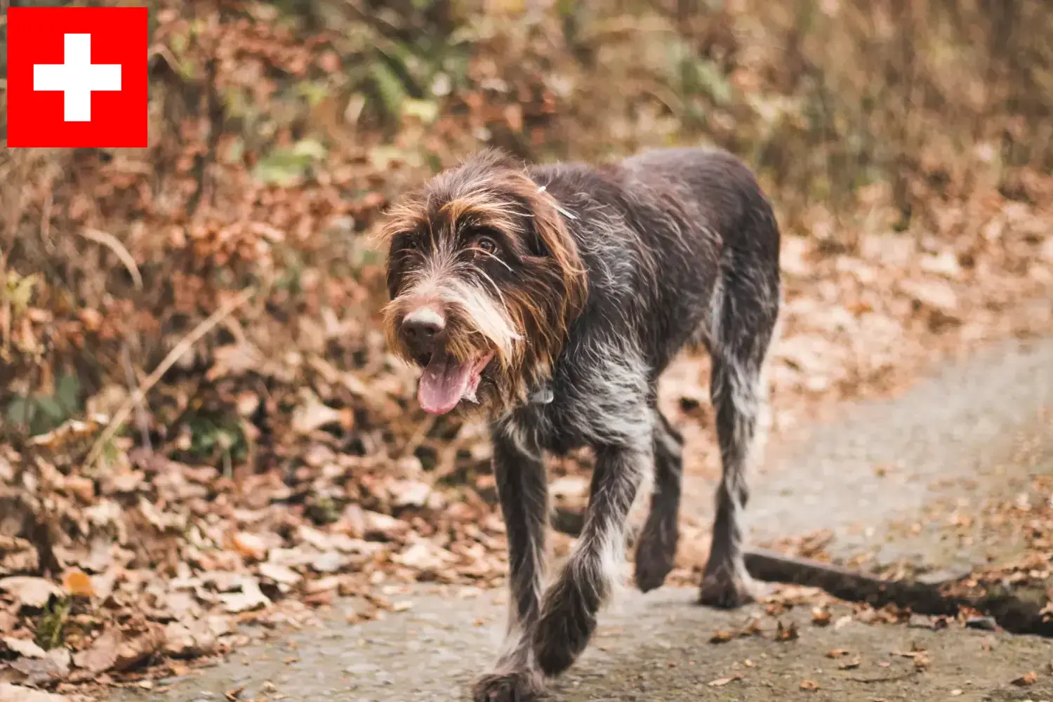 Read more about the article Český fousek breeders and puppies in Switzerland