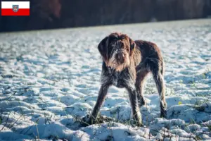 Read more about the article Český fousek breeders and puppies in Thuringia