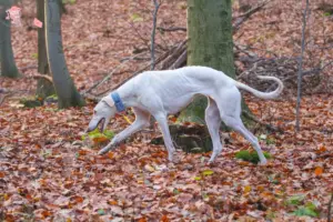 Read more about the article Chart Polski breeders and puppies in Hovedstaden