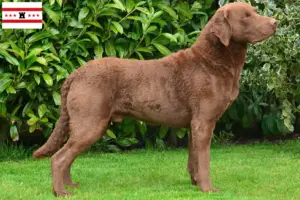 Read more about the article Chesapeake Bay Retriever breeders and puppies in Drenthe