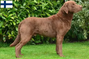 Read more about the article Chesapeake Bay Retriever breeders and puppies in Finland