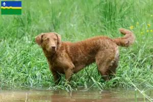 Read more about the article Chesapeake Bay Retriever breeders and puppies in Flevoland