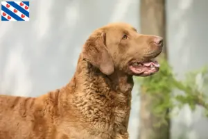 Read more about the article Chesapeake Bay Retriever breeders and puppies in Friesland